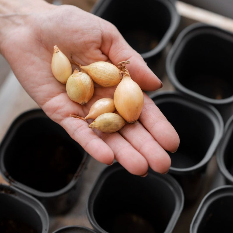 Hand holding small onions with black planting trays in the background